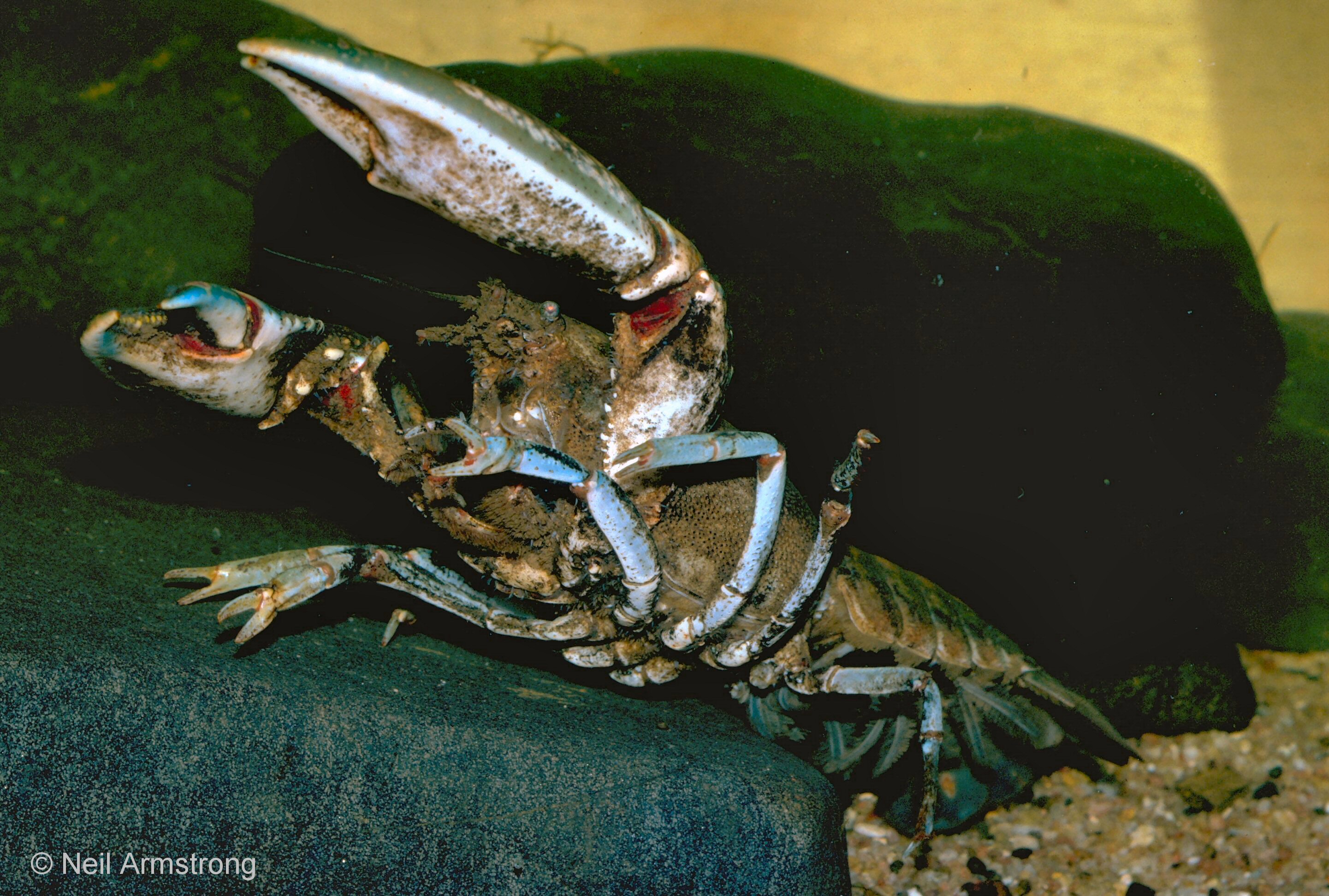 Native Fish Australia