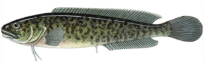 River blackfish