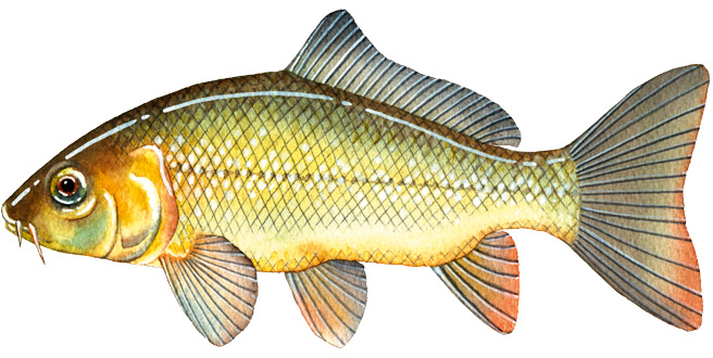 Australian Freshwater Fish Chart