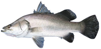 Barramundi