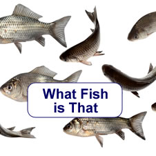 Qld Fish Identification Chart