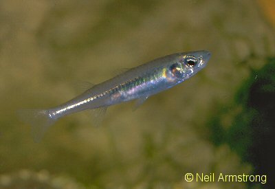 Butlers grunter Syncomistes butleri