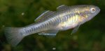 Westerb carp gudgeon