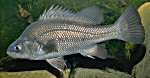 Macquarie perch