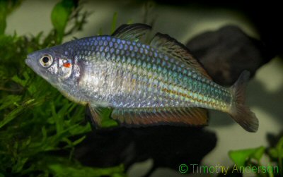 Photo of  a male crimson spotted rainbowfish