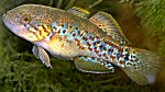Southern purple spotted gudgeon