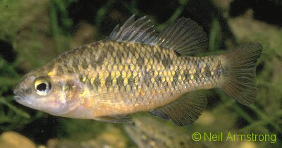 Photo of nannoperca variegata - variegatad pigmy perch