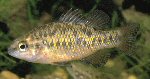 Variegated pygmy perch