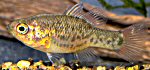 Southern pygmy perch