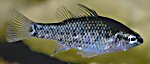 Yarra pygmy perch