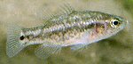 Oxleyan pygmy perch