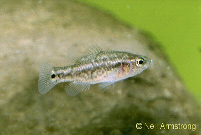 Butlers grunter Syncomistes butleri