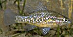 Western pygmy perch