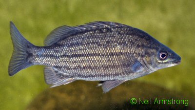 Butlers grunter Syncomistes butleri