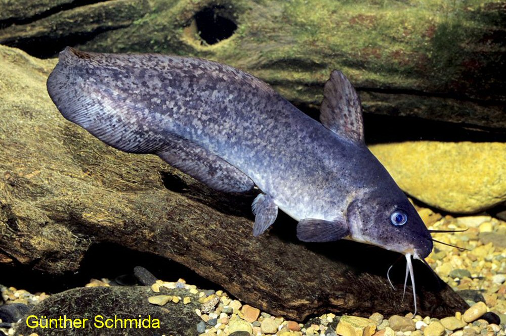 Freshwater catfish cheap