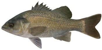 Australian Freshwater Fish Chart