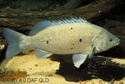 Barcoo grunter showing dark spots on body