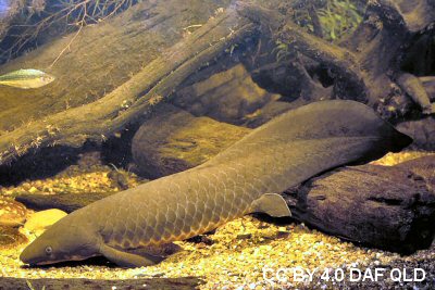 Barcoo grunter showing dark spots on body