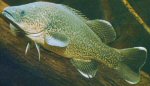 Murray cod