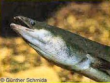 Native Fish Australia Native Fish Australia