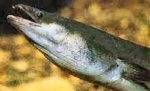 Short-finned eel