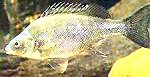 Silver perch