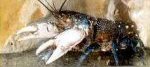 Spiny freshwater crayfish